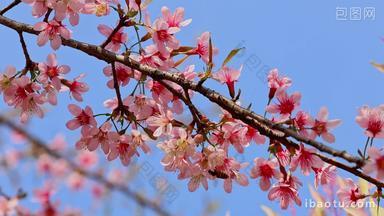 春天绽放的桃花